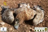 Un guarda y cinco cazadores, detenidos por envenenar a 3 águilas imperiales 2 milanos en Villalgordo del Marquesado