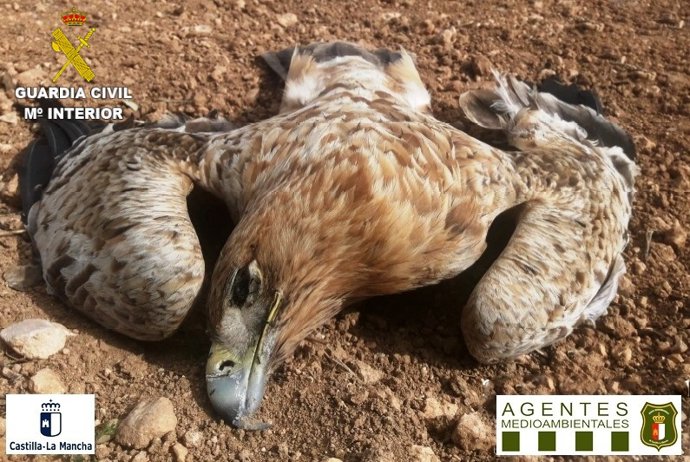 Investigación por rapaces muertas