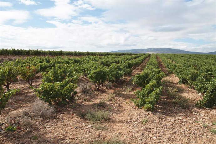 Archivo - Viñedo en La RIoja