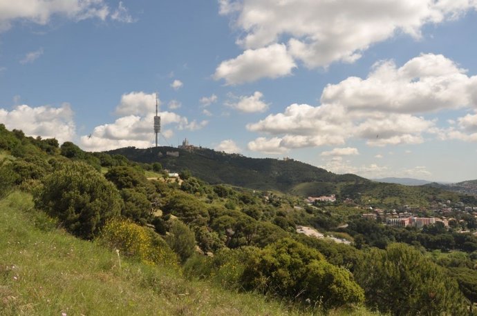 Zones forestals del parc natural de Collserola