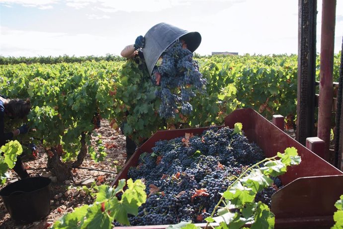 Archivo - Un vendimiador recoge uvas para la temporada de vendimia 2021