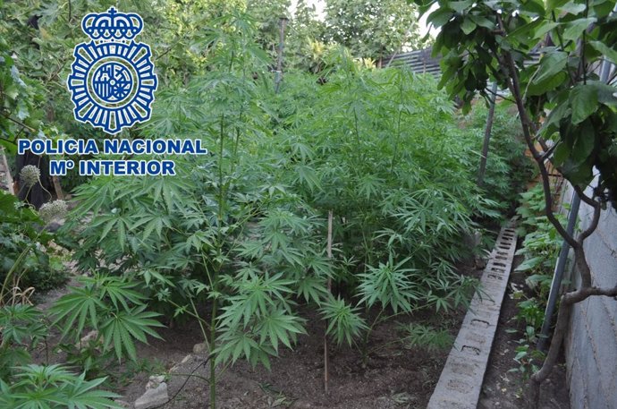 Plantación de marihuana en un huerto.