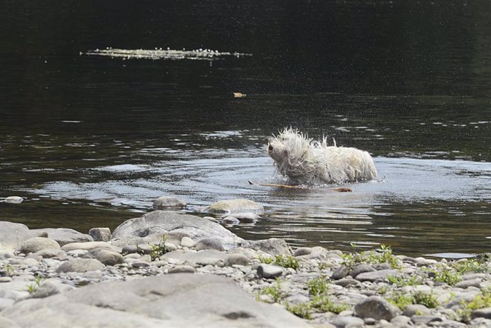 Un perro se refresca en el agua durante un día de la segunda ola de calor de verano en España