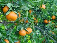 Agricultores temen una "ruina" por unos precios de los cítricos que están un 30% por debajo de costes