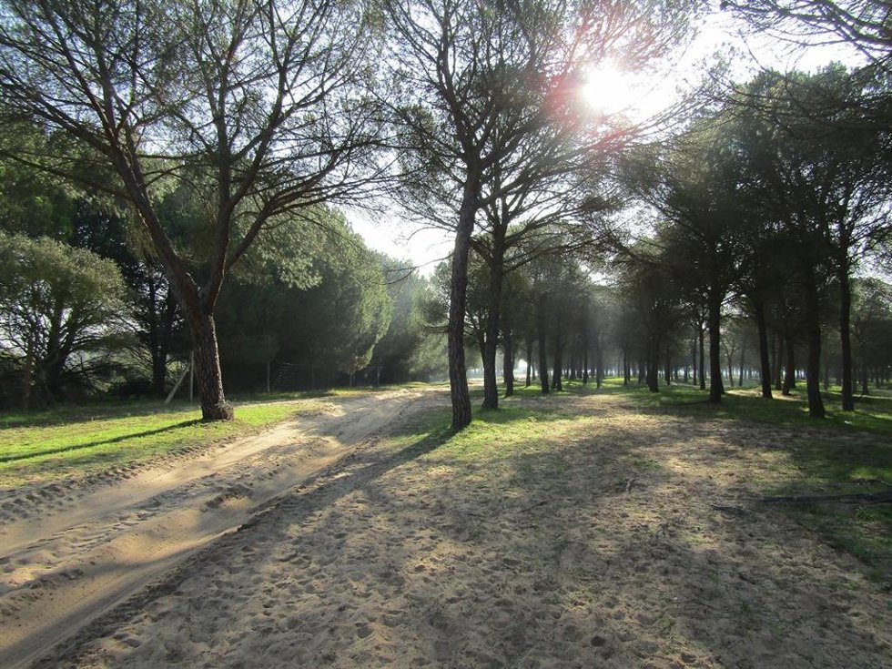 Archivo - Imagen de Doñana. Archivo.