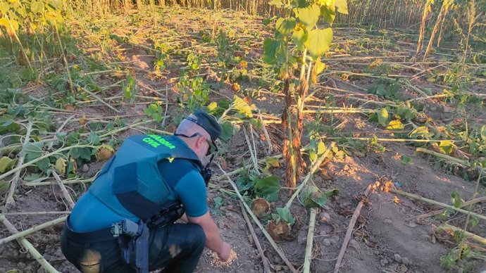 Un agente de la Guardia Civil investiga uno de los cebos colocados.