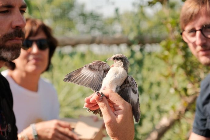 El técnico de Fundación Trenca, José Guerra; la directora de Relaciones Institucionales de Red Eléctrica, Míriam Aguilar, y el director general de Políticas Ambientales de la Generalitat, Marc Vilahur, al liberar un polluelo.