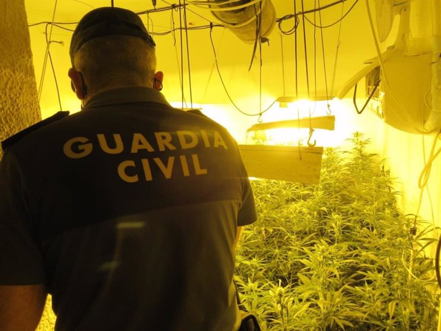 Plantación de marihuana intervenida por la Guardia Civil (Foto de archivo).