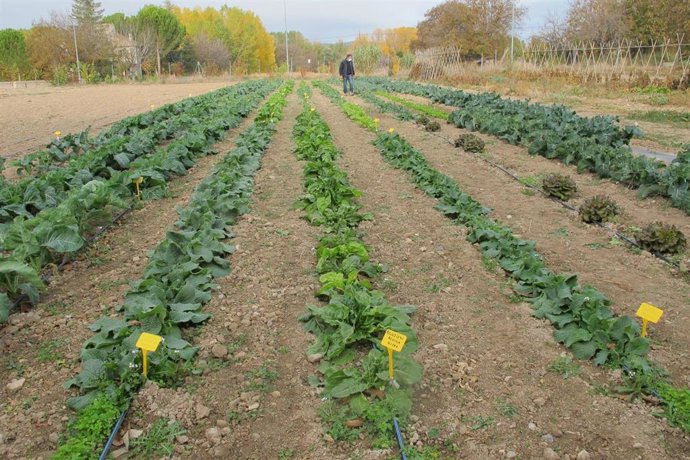 Parcela de ensayo del CITA en Calamocha.