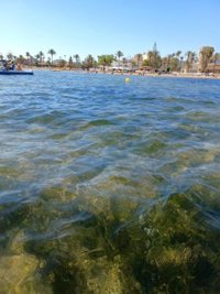 Dos de los 52 puntos medidos hoy en el Mar Menor presentan niveles bajos de oxígeno