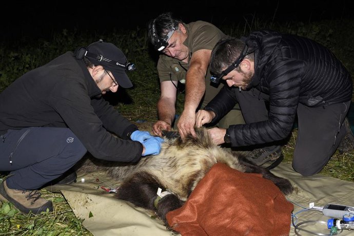Marcaje de una osa en Ibias.