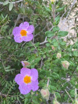 Descubren en el Parque Nacional de Cabrera una especie de jara nunca documentada antes en Baleares