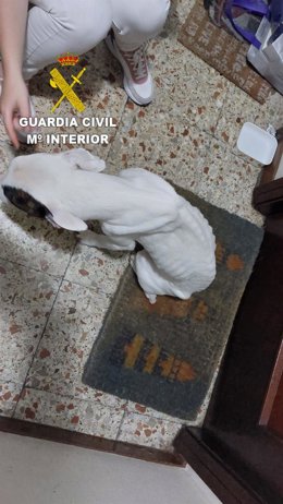 Cadela localizada en estado de abandono.