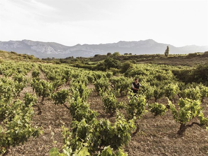 El Grupo La Rioja Alta, S.A. Inicia un proyecto estratégico con el viñedo viejo como gran protagonista.