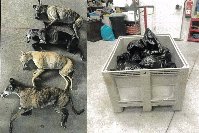 Animales fallecidos tras ser torturados para vender su sangre