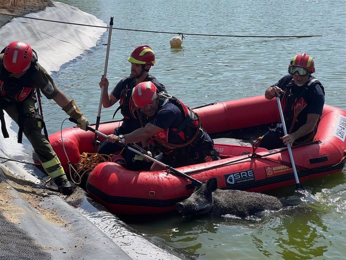 Rescatan un jabalí que cayó a un lago en un campo de golf de Majadahonda