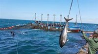 La campaña de pesca en las almadrabas de Cádiz finaliza con la cifra récord de 2.330 toneladas de atún rojo
