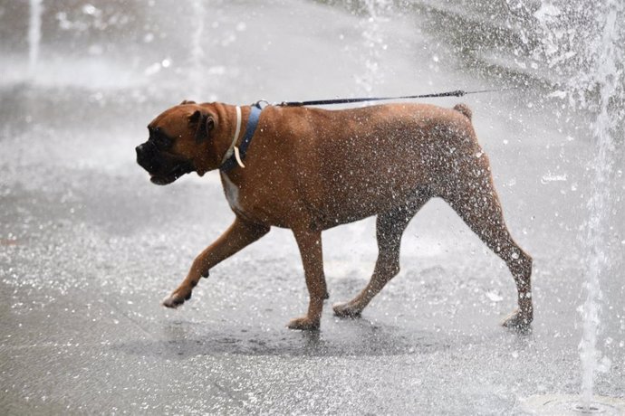 Archivo - Un perro se refresca en una fuente del Parc Central