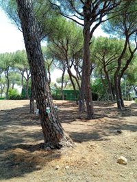 El Ayuntamiento de Alcalá de Guadaíra (Sevilla) pone en marcha el plan contra el 'Tomicus', que afecta a los pinos