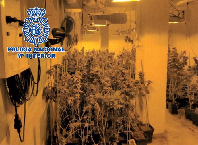 Plantación de marihuana en un sótano.
