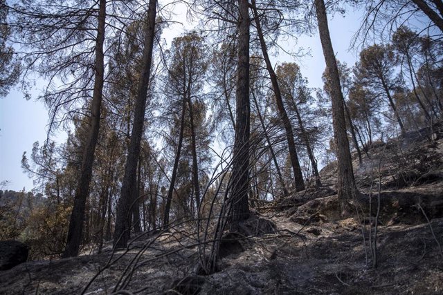 Zona vegetal afectada por el incendio de Pont de Vilomara, a 18 de julio de 2022, en Pont de Vilomara, Barcelona, Catalunya (España). El incendio forestal, declarado el 17 de julio, ha arrasado al menos 1.232,61 hectáreas en la comarca del Bages (Barcel