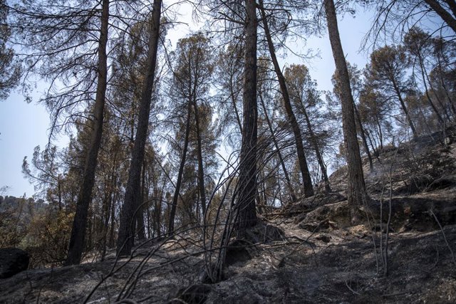 Zona vegetal afectada per l'incendi