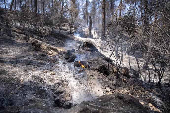 Zona vegetal afectada por el incendio de Pont de Vilomara, a 18 de julio de 2022, en Pont de Vilomara, Barcelona, Catalunya (España).