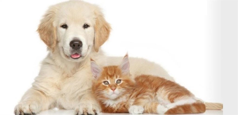 La FCI y la WFC firman un acuerdo para defender la cría responsable de estos animales y su bienestar