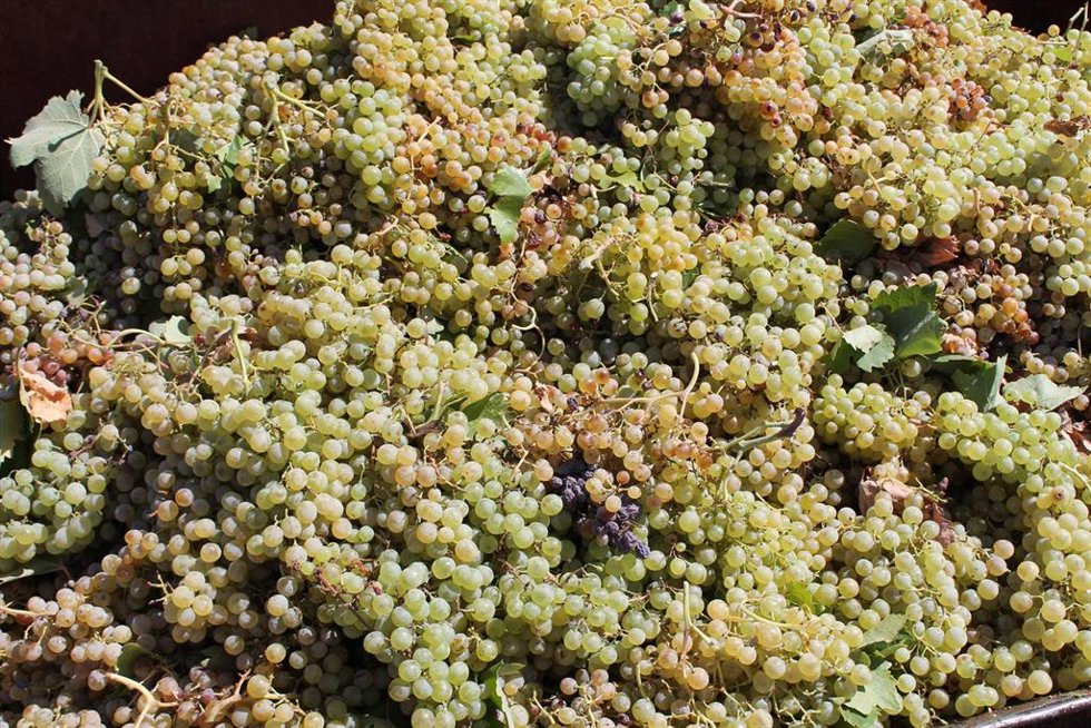 Archivo - Uvas recogidas de una cosecha durante la temporada de vendimia de 2021 