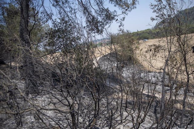 Zona vegetal afectada por el incendio de Pont de Vilomara, a 18 de julio de 2022, en Pont de Vilomara, Barcelona, Catalunya (España). El incendio forestal, declarado el 17 de julio, ha arrasado al menos 1.232,61 hectáreas en la comarca del Bages (Barcel