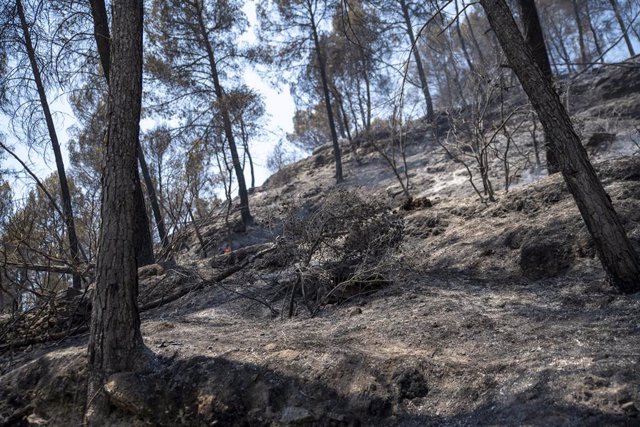 Zona vegetal afectada por el incendio de Pont de Vilomara, a 18 de julio de 2022, en Pont de Vilomara, Barcelona, Catalunya (España). 