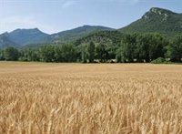 El programa de cultivo sostenible en España de Mondelez International logra 24.700 toneladas de trigo en 2022