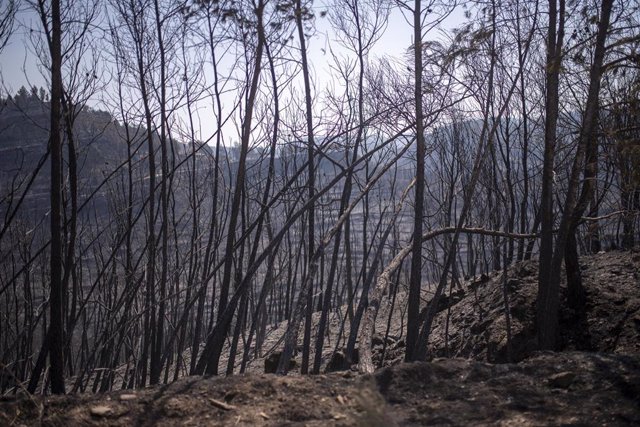 Vegetación afectada por el fuego, en la urbanización de River Park, a 19 de julio de 2022, en Pont de Vilomara, Barcelona, Catalunya (España).