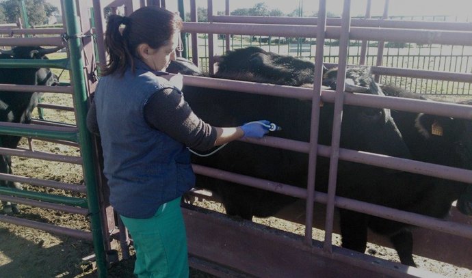 Una veterinaria vacuna a un ejemplar de bovino frente a la 'lengua azul'.