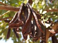 Unión de Uniones reclama ayudas de Estado y urgentes para los productores afectados por la borrasca Ciril