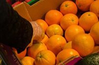 AVA denuncia naranjas valencianas a la venta a cinco euros el kilo en Madrid