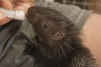 Bioparc Fuengirola acoge a dos crías de puercoespín sudafricano, la subespecie más grande de este animal