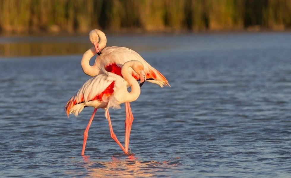 Flamencos comunes.