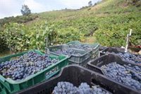 ARAG-Asaja señala que "se confirma que más del 50% de la uva 2021 se vendió por debajo de los costes de producción"