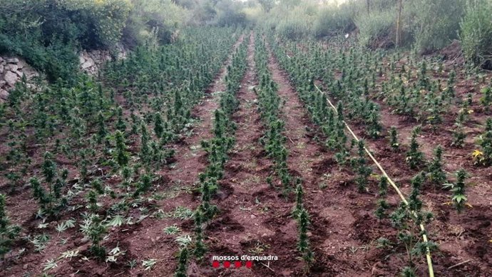 Imagen de la plantación de marihuana de la Conca de Barber (Tarragona)