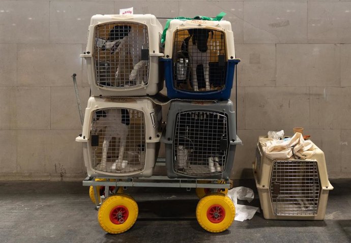 Varios perros en sus transportines