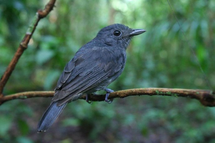 Archivo -    Bandadas multicolores de aves amazónicas se forman como sistema de vigilancia cuya alarma se activa cuando detectan depredadores peligrosos, ayudando a la supervivencia de otras especies