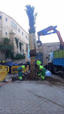 Siembra de una palmera en la zona de Ses Voltes en Palma.