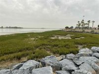 Investigan seis especies vegetales de las marismas de Huelva para determinar si su polen produce alergia