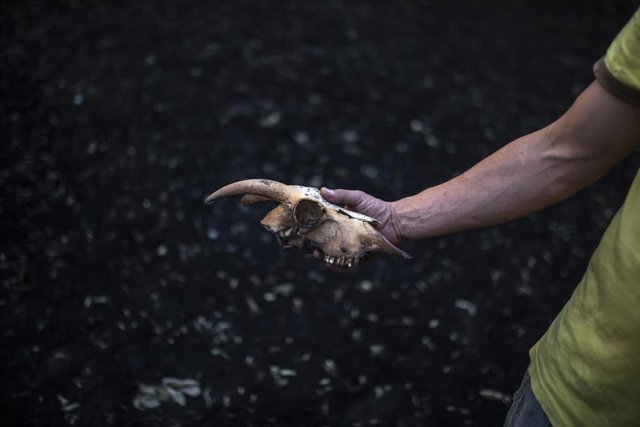 El cráneo de una cabra calcinada en una de las zonas afectadas por el incendio de Losacio, a 19 de julio de 2022, en San Martín de Tabara, Zamora, Castilla y León (España). 
