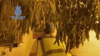 Desmantelan una plantación de marihuana en una casa que iba a venderse gracias al aviso de la inmobiliaria