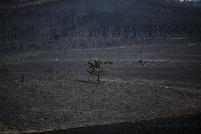 Vista de la zona vegetal afectada por el incendio de Losacio.