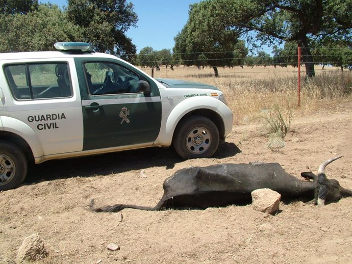 Una de las 36 vacas muertas de sed halladas por el Seprona en Dos Torres.