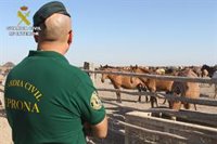Investigan la muerte a tiros de varios caballos en Paterna del Campo (Huelva)