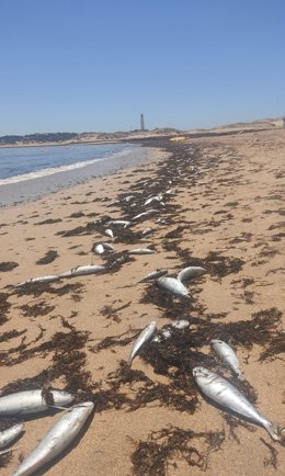 Peces muertos en la orilla de la playa de Marisucia en Los Caños de Meca.